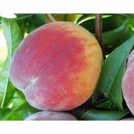 Саженец Персик Харбингер